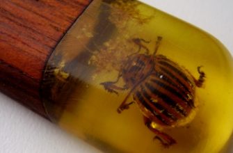 Insects in epoxy resin