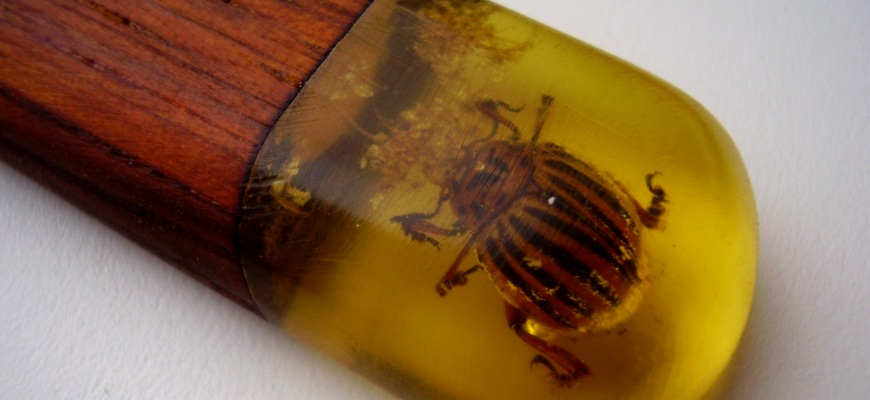 Insects in epoxy resin