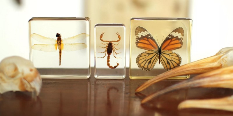 Insects in epoxy