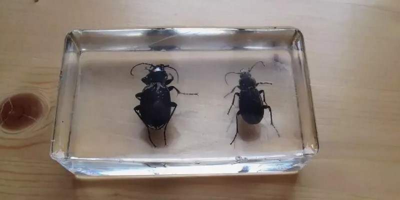 Bugs in epoxy